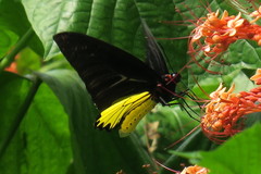 Troides helena cerberus