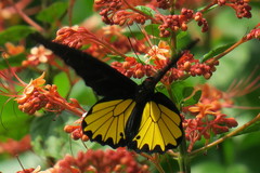 Troides helena cerberus