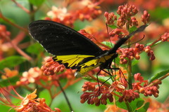 Troides helena cerberus