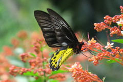Troides helena cerberus