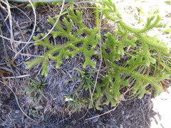 Lycopodium japonicum