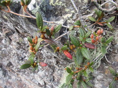 Rhododendron rubropilosum taiwanalpinum