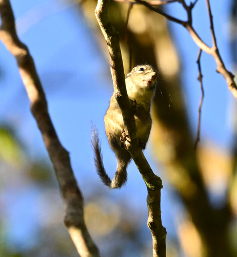 Jentink's Squirrel