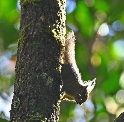 Tufted Pygmy Squirrel