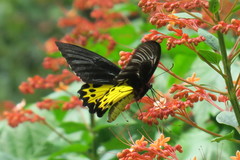 Troides helena cerberus