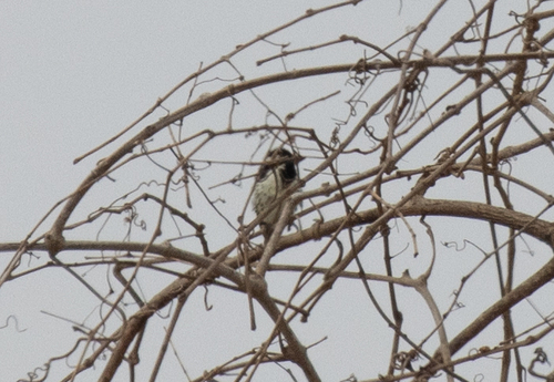 Spot-flanked Barbet (Tricholaema lacrymosa), photo 10