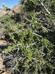 Prunus fasciculata
