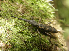 Lasiorhynchus barbicornis