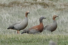 Chloephaga rubidiceps