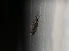 Stamnodes albiapicata