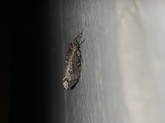 Stamnodes albiapicata