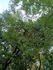 Adenanthera microsperma