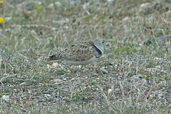 Thinocorus rumicivorus