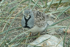 Thinocorus rumicivorus