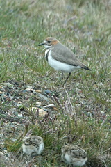 Charadrius falklandicus
