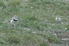 Charadrius falklandicus