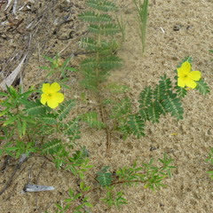 Tribulus cistoides