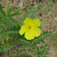 Tribulus cistoides