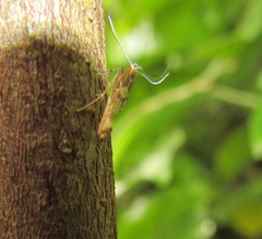 Pyroderces apparitella