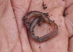 Spenceriella