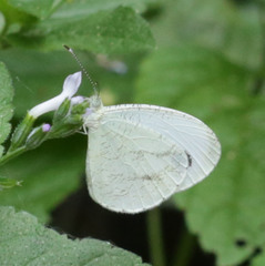 Leptosia alcesta inalcesta