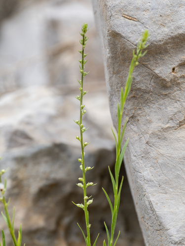 Anarrhinum forskaohlii