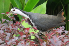 Amaurornis phoenicurus
