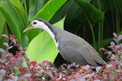 Amaurornis phoenicurus