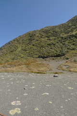 Phormium cookianum hookeri