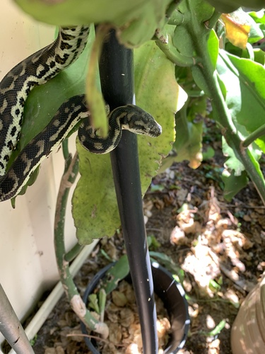 Southwestern Carpet Python sighting