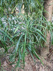 Codiaeum variegatum angustifolium