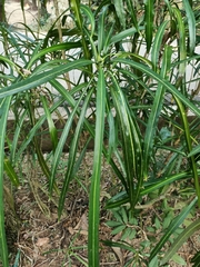Codiaeum variegatum angustifolium