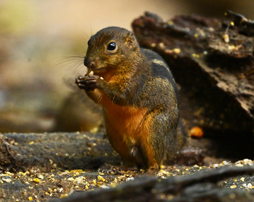 Four-striped Ground Squirrel