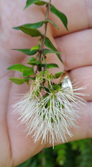 Metrosideros colensoi