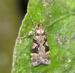 Scoparia ustimacula