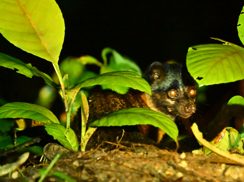 Philippine Palm Civet
