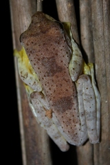 Rhacophorus pardalis