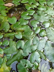 Nymphoides hydrophylla
