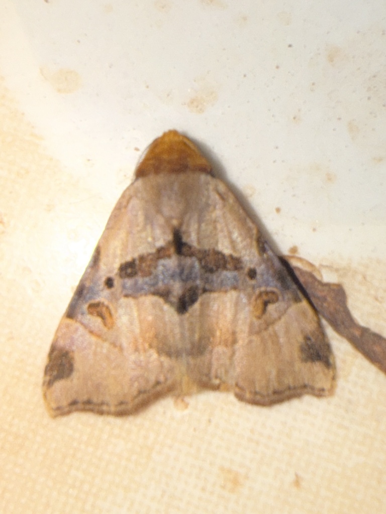 Marcipa vuattouxi