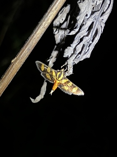 Orange-spotted Flower Moth photo 6