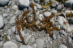 Carpophyllum flexuosum