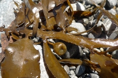 Carpophyllum flexuosum