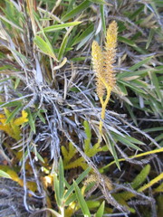 Lycopodium japonicum