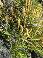 Lycopodium japonicum