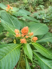 Aphelandra sinclairiana