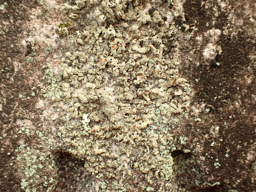 Xanthoparmelia plittii