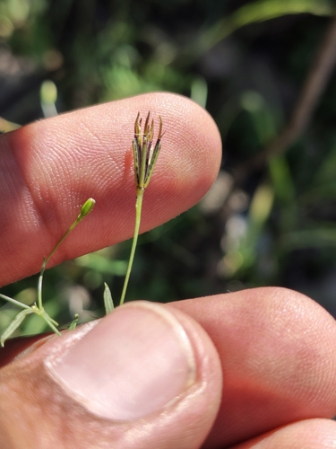 Romero Macho (Pectis linifolia)