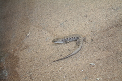 Elgaria multicarinata