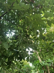 Cinnamomum osmophloeum