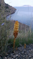 Orobanche kochii